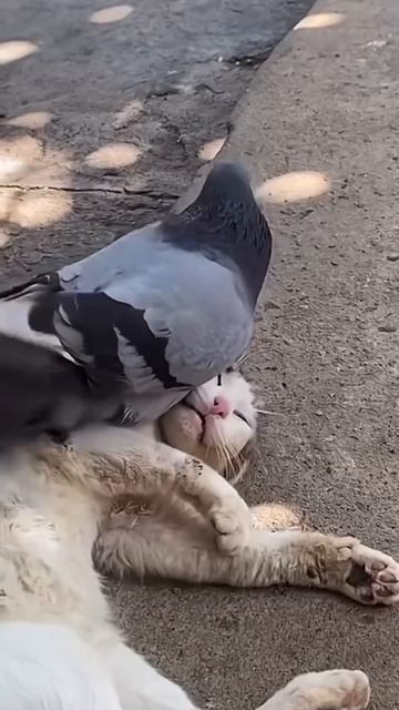 Я нашёл тебя, дружище!