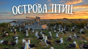 АТОЛЛ МИДУЭЙ - дом двух миллионов птиц