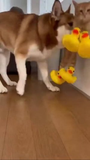 Нарушитель спокойствия