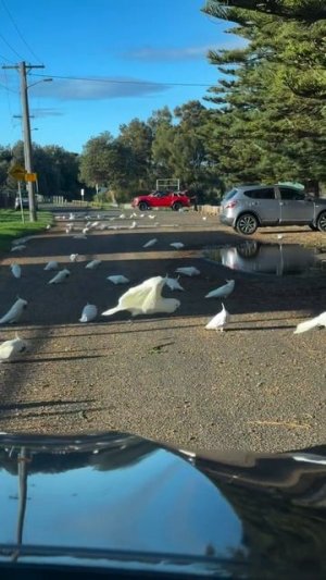 Большие желтохохлые какаду (Cacatua galerita galerita)