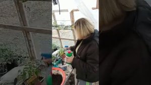 (архив 5,21.04 21)пикируем лабелию