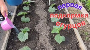 Первая подкормка огурцов после высадки. Как правильно применять Эпин.