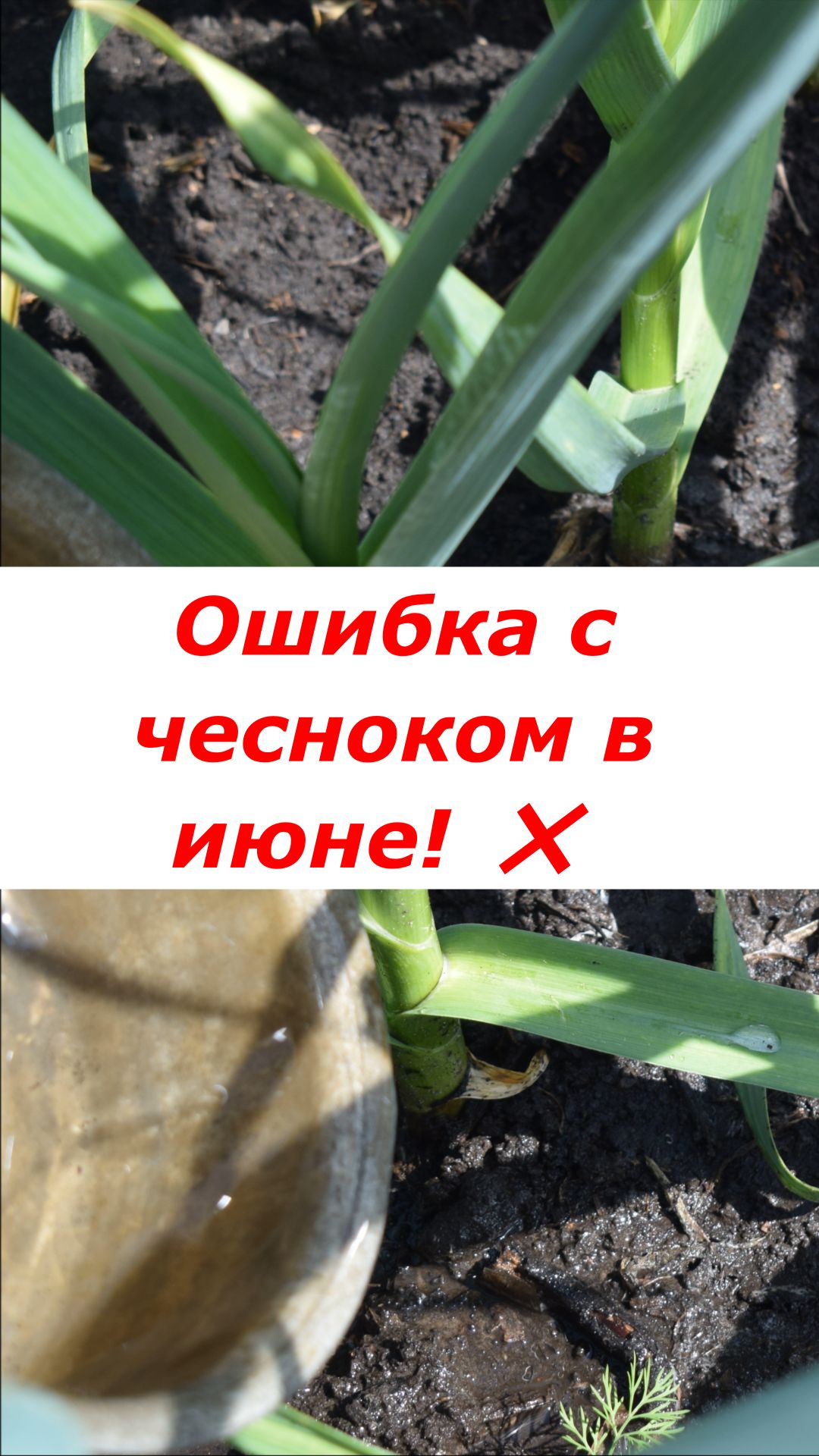 Главная подкормка чеснока в начале июня: не жди стрелок!