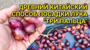 Древний китайский способ посадки ЛУКА «три пальца»: быстрый способ посадки лука для крупной луковицы