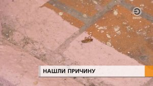 Передвигаются по ржавым трубам и прячутся от людей в электрощитовой