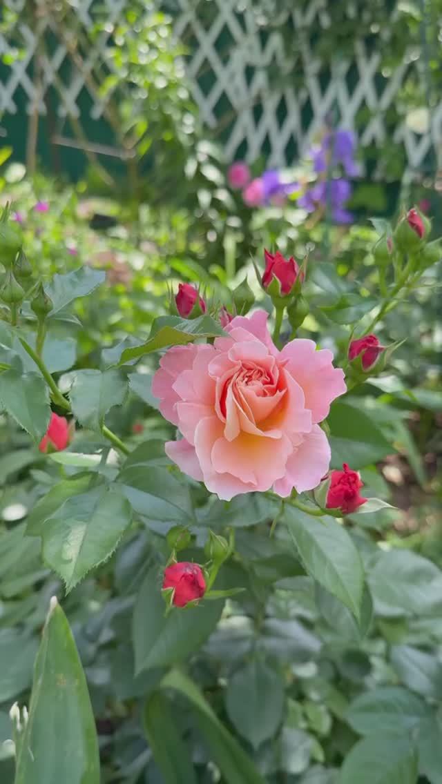 Салли Холмс🕊️ и Мари Кюри🌸 4 июня 26г🌿 смотреть онлайн