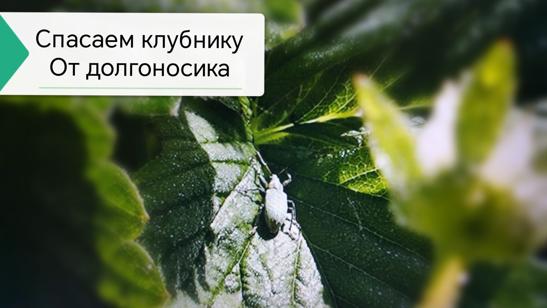 Борьба с долгоносиком, главный вредитель клубники, малины смотреть онлайн