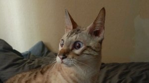 Баллада о храбром котике.