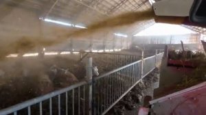Выпустили ГЕРЕФОРДОВ на улицу Новый помощник проходит боевое крещение