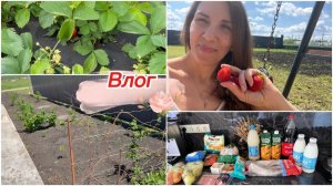 Влог, закупка, вкусные орехи, клубника на огороде