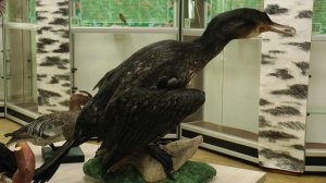 «Жизнь столицы». Экскурсия «Птицы Чувашии» для пожилых.
