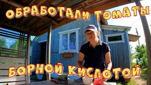 ОБРАБОТАЛИ ТОМАТЫ БОРНОЙ КИСЛОТОЙ