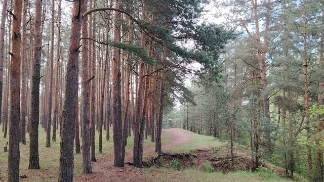 Немного о финансовой грамотности на фоне леса. С комарами
