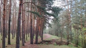 Немного о финансовой грамотности на фоне леса. С комарами
