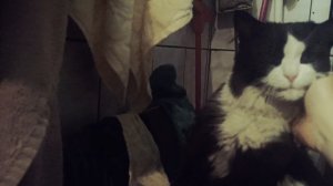 Кошечка Фелисия🐱
