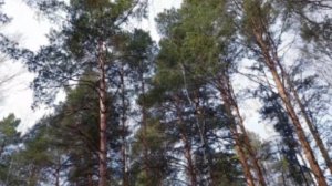 Глухариная столовая