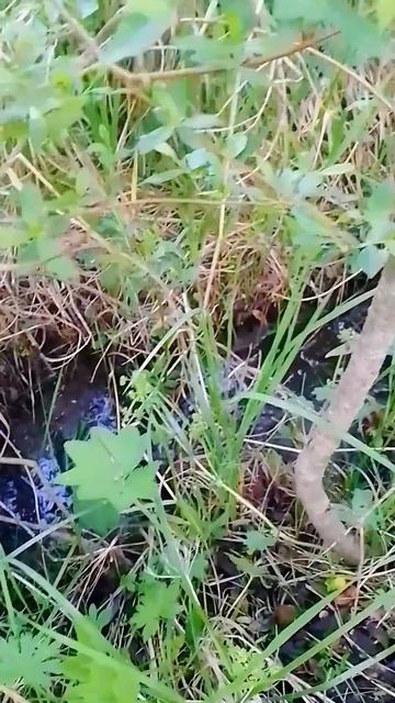 Преодоление препятствий. #nature