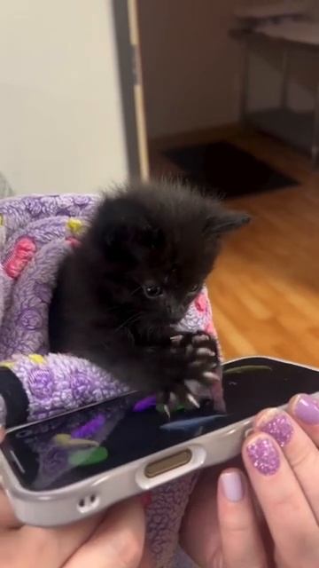 Игрушка для котика 😻...👇