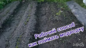 Рабочий способ как поймать медведку