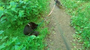 Небольшие разборки.