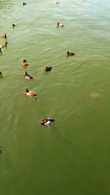 #Сочи, море. #duck