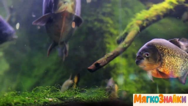 Как говорят домашние животные смотреть онлайн