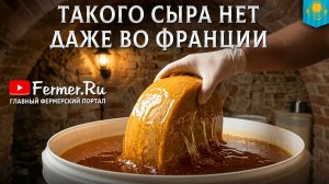 Сыр в меду и воске. Сыроделие из верблюжьего, кобыльего и овечьего молока. Молочное верблюдоводство