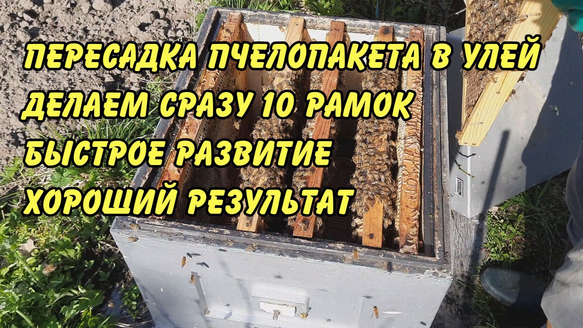 пересадка пчелопакета в улей  делаем сразу 10 рамок.   2023