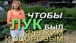 🧅Как только появились ЛУКОВЫЕ ПЕРЬЯ высотой 10-15 см нужно сделать ПЕРВУЮ подкормку.