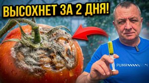 Томаты больше НЕ СГНИЮТ! Мощная смесь от серой гнили в теплице