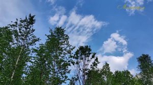 «МИМОХОДОМ» , 4 июня 2023 год. Автор проекта О. Дзиов