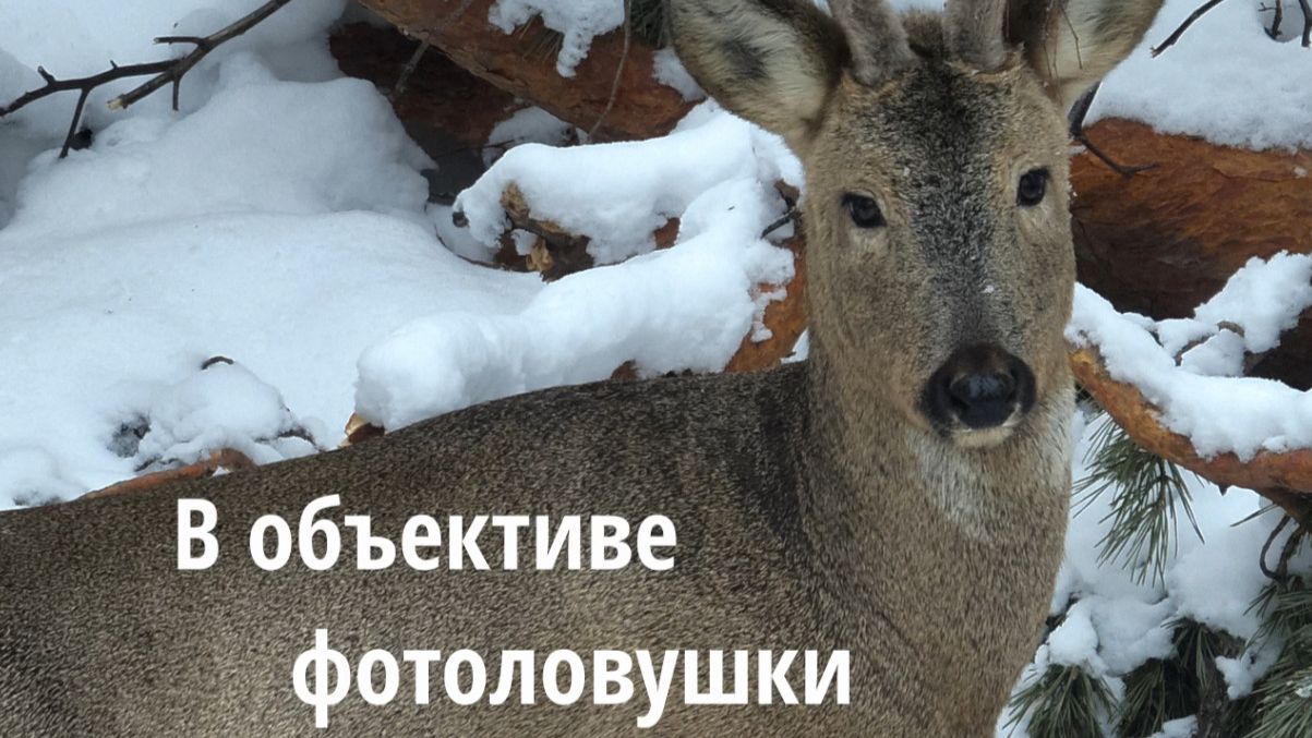 В объективе фотоловушки. КОСУЛИ