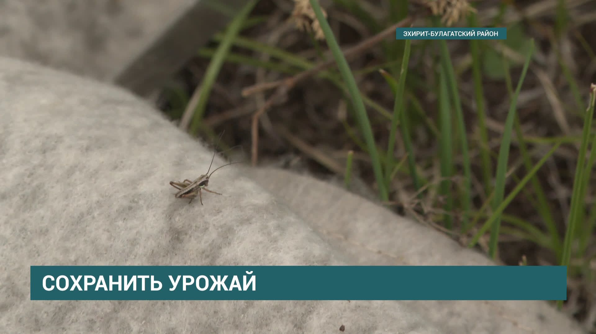 Как Россельхозцентр спасает поля Иркутской области от саранчи? Технологии и методы смотреть онлайн