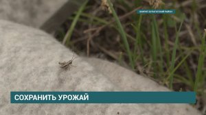 Как Россельхозцентр спасает поля Иркутской области от саранчи? Технологии и методы