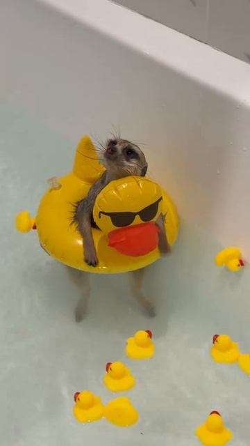 Тимон