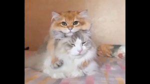 привет