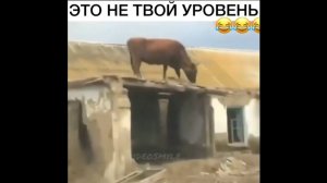 #смешныевидео -1483