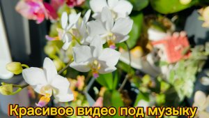 РАССЛАБЛЯЮЩЕЕ видео 🌸 Сказочная красота ОРХИДЕЙ #орхидеи