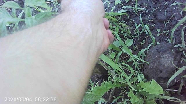 Наблюдение: непрополотые томаты выглядят гораздо здоровее прополотых !