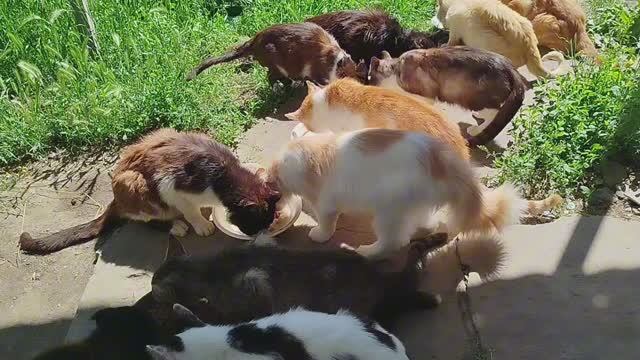 А у нас во дворе😽🐱😻🥣🐾🐾 смотреть онлайн