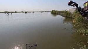 Ловлю амура на поплавочную удочку