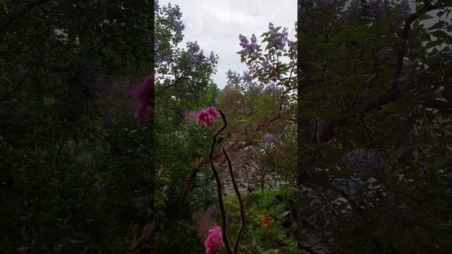 Влог: Мой Чудесный Цветущий Май 🌸🌞🌸
