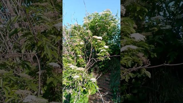 VID_20260604_182518 смотреть онлайн