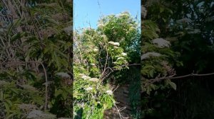 VID_20260604_182518