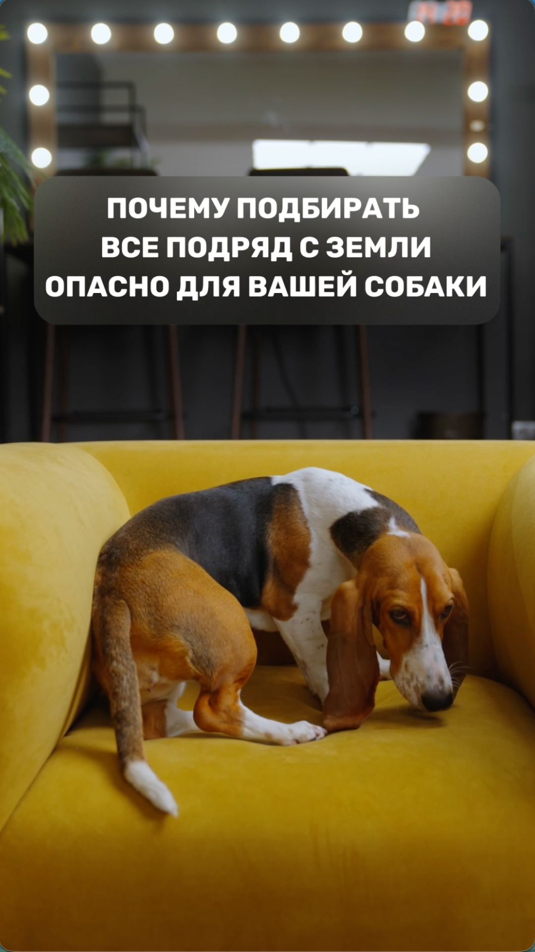 Почему подбирать все подряд с земли опасно для вашей собаки