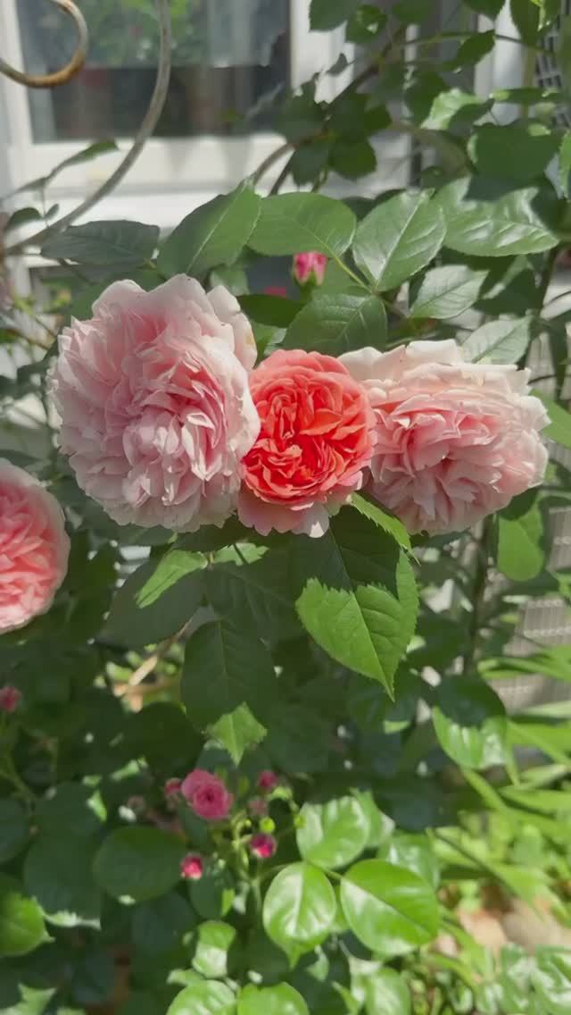 Чиппендейл 🌸 в южной части сада 🌸 смотреть онлайн