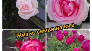 04-06-2026/ Живём и работаем на Кубани/ Холодец/ Пирожки с клубникой🍓/ Садово-огородные дела/
