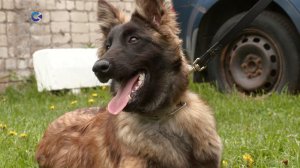 Три бельгийские овчарки готовятся к службе в карельском УФСИН