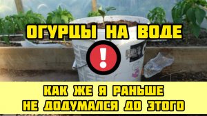 ОГУРЦЫ НА ВОДЕ! Как же я раньше не додумался до этого!