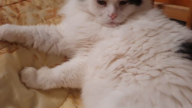 🤗🤗❤КОТИК КУЗЯ👋👋👋 смотреть онлайн